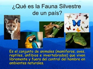 ¿Qué es la Fauna Silvestre
        de un país?




Es el conjunto de animales (mamíferos, aves,
reptiles, anfibios e invertebrados) que viven
libremente y fuera del control del hombre en
ambientes naturales.
 