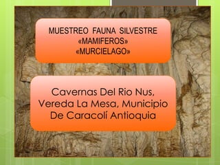 MUESTREO FAUNA SILVESTRE
«MAMIFEROS»
«MURCIELAGO»
Cavernas Del Rio Nus,
Vereda La Mesa, Municipio
De Caracolí Antioquia
 