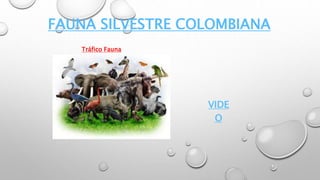 FAUNA SILVESTRE COLOMBIANA
VIDE
O
Tráfico Fauna
 