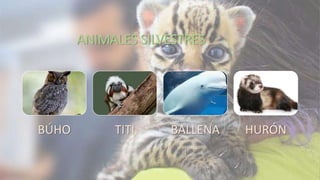 ANIMALES SILVESTRES
BÚHO TITI BALLENA HURÓN
 