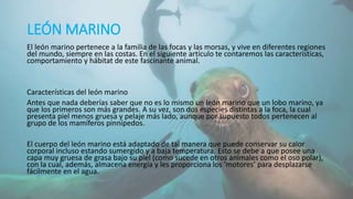 LEÓN MARINO
El león marino pertenece a la familia de las focas y las morsas, y vive en diferentes regiones
del mundo, siempre en las costas. En el siguiente artículo te contaremos las características,
comportamiento y hábitat de este fascinante animal.
Características del león marino
Antes que nada deberías saber que no es lo mismo un león marino que un lobo marino, ya
que los primeros son más grandes. A su vez, son dos especies distintas a la foca, la cual
presenta piel menos gruesa y pelaje más lado, aunque por supuesto todos pertenecen al
grupo de los mamíferos pinnípedos.
El cuerpo del león marino está adaptado de tal manera que puede conservar su calor
corporal incluso estando sumergido y a baja temperatura. Esto se debe a que posee una
capa muy gruesa de grasa bajo su piel (como sucede en otros animales como el oso polar),
con la cual, además, almacena energía y les proporciona los ‘motores’ para desplazarse
fácilmente en el agua.
 