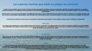 Las especies marinas que están en peligro de extinción
e sobra es ya conocido, que en el mar conviven numerosas especies acuáticas, bien sean animales o plantas, las cuales conforman un amplio y
variado ecosistema. Sin embargo, dicho ecosistema está sufriendo importantes pérdidas, muchas de ellas irreversibles, debido a la acción humana
incontrolada.
Hechos tales como la pesca incontrolada, la acidificación del agua, la gran contaminación que sufren los mares y océanos, y el cambio climático, del
cual, somos los principales responsables, está teniendo como consecuencia que numerosas especies marinas se encuentren en peligro de extinción.
La lista de los animales marinos que se encuentran seriamente amenazados es muy amplia, aunque vamos a destacar los siguientes
Ballena gris
Los rasgos que caracterizan a este mamífero tales como poseer una joroba, el sonido peculiar que emiten y el carácter afable de su personalidad,
han convertido esta especie marina como una de las más amenazadas en la actualidad. Tanto es así, que en el Norte del Océano Atlántico y en el
Oeste del Pacífico, este animal ya no existe.
Pez Napoleón
Este pez es uno de los más grandes que viven en los arrecifes de coral. Se trata de peces hermafroditas, por lo que su proceso de reproducción es
bastante lento, lo cual, sumado a que se convierte en un foco fácil para los pescadores y a los peligros que conllevan los corales, se encuentran en
peligro de extinción.
Manatí
Los manatíes es otro de los animales que se encuentran en peligro de extinción. De hecho, actualmente solo existen alrededor de 3.000
especímenes. La principal amenaza con la que se encuentra este animal es la contaminación marítima, ya que su principal fuente de sustento son
las algas, las cuales pasan a ser comida tóxica para esta especie. Además, el cambio climático se ha convertido en un aliciente negativo que obligan
a estos animales a modificar su hábitat poniendo en riesgo sus vidas.
 