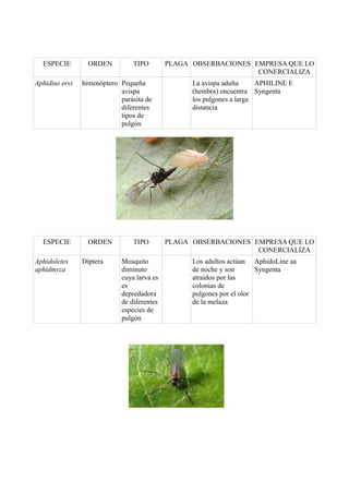 ESPECIE
Aphidius ervi

ESPECIE
Aphidoletes
aphidmyza

ORDEN

TIPO

himenóptero Pequeña
avispa
parásita de
diferentes
tipos de
pulgón

ORDEN
Díptera

TIPO
Mosquito
diminuto
cuya larva es
es
depredadora
de diferentes
especies de
pulgón

PLAGA OBSERBACIONES EMPRESA QUE LO
CONERCIALIZA
La avispa adulta
APHILINE E
(hembra) encuentra Syngenta
los pulgones a larga
distancia

PLAGA OBSERBACIONES EMPRESA QUE LO
CONERCIALIZA
Los adultos actúan AphidoLine aa
de noche y son
Syngenta
atraidos por las
colonias de
pulgones por el olor
de la melaza

 