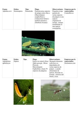Fauna.
Aphidius ervi

Orden.
Heminoptera

Fauna.
Aphidoletes
aphidimyza

Orden.
Diptera

Tipo.
Parasitoide.

Tipo.

Plaga.
Parasitavarias especies
de pulgon entre ellas a
(Macroshipum
euophorbiae) y
(Aulacartum Solani )
tambien parasita a
(Sitobium Avenae)

Plaga.
Ejerce un control eficaz
Aphis gossypi , Mizus
Presicae ,
Macroshypum
Euphorbiae y hasta 70
especies de pulgones.

Observaciones. Empresa que lo
Pequeña avispa comercializa.
parásita de
Controlbio.es
varias especies
de pulgon es una
especie
originaria de
europa , aunque
actualmente es
una especie
cosmopolita.

Observaciones.
Empresa que lo
Mosquito dimunuto comercializa.
culla larva es
Hortinatura.com
depredadora de
varias especies de
pulgon , y puede
alimentarse de
meleza. Presente en
Europa , America del
Norte y Asia.

 