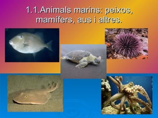 1.1.Animals marins: peixos, mamífers, aus i altres. 