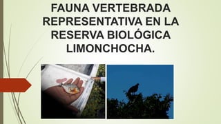 FAUNA VERTEBRADA
REPRESENTATIVA EN LA
RESERVA BIOLÓGICA
LIMONCHOCHA.
 