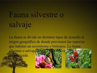 Fauna silvestre o
salvaje
La fauna se divide en distintos tipos de acuerdo al
origen geográfico de donde provienen las especies
que habitan un ecosistema o biótopos. La fauna
silvestre o salvaje es aquella que vive no ha sido
domesticada.
 