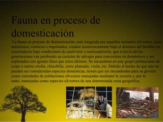 Fauna en proceso de
domesticación
La fauna en proceso de domesticación, está integrada por aquellos animales silvestres, sean
autóctonos, exóticos o importados, criados zootécnicamente bajo el dominio del hombre en
zoocriaderos bajo condiciones de cautiverio o semicautiverio, que a través de las
generaciones van perdiendo su carácter de salvajes para convertirse en domésticos y ser
explotados con iguales fines que estos últimos. Se encuentran en este grupo poblaciones de
coipo o nutria criolla, chinchilla, zorro plateado, visón, etc. Debido al hecho de que aún no
pueden ser consideradas especies domésticas, tienen que ser encuadradas para su gestión
como variedades de poblaciones silvestres manejadas mediante la zoocría y, por lo
tanto, manejadas como especies silvestres de una determinada zona geográfica.
 