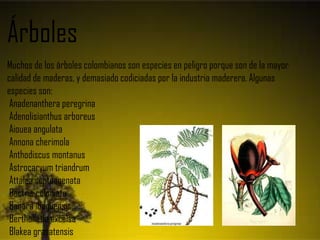 Árboles
Muchos de los árboles colombianos son especies en peligro porque son de la mayor
calidad de maderas, y demasiado codiciadas por la industria maderera. Algunas
especies son:
Anadenanthera peregrina
Adenolisianthus arboreus
Aiouea angulata
Annona cherimola
Anthodiscus montanus
Astrocaryum triandrum
Attalea septuagenata
Bactris coloniata
Banara ibaguensis
Bertholletia excelsa
Blakea granatensis
 