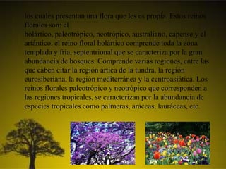 los cuales presentan una flora que les es propia. Estos reinos
florales son: el
holártico, paleotrópico, neotrópico, australiano, capense y el
artántico. el reino floral holártico comprende toda la zona
templada y fría, septentrional que se caracteriza por la gran
abundancia de bosques. Comprende varias regiones, entre las
que caben citar la región ártica de la tundra, la región
eurosiberiana, la región mediterránea y la centroasiática. Los
reinos florales paleotrópico y neotrópico que corresponden a
las regiones tropicales, se caracterizan por la abundancia de
especies tropicales como palmeras, aráceas, lauráceas, etc.
 