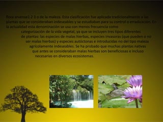 flora arvense1 2 3 o de la maleza. Esta clasificación fue aplicada tradicionalmente a las
plantas que se consideraban indeseables y se estudiaban para su control o erradicación. En
la actualidad esta denominación se usa con menos frecuencia como
categorización de la vida vegetal, ya que se incluyen tres tipos diferentes
de plantas: las especies de malas hierbas, especies invasoras (que pueden o no
ser malas hierbas) y especies autóctonas e introducidas no del tipo maleza
agrícolamente indeseables. Se ha probado que muchas plantas nativas
que antes se consideraban malas hierbas son beneficiosas e incluso
necesarias en diversos ecosistemas.
 