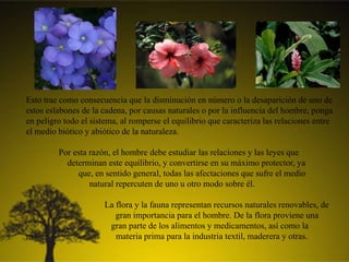 Esto trae como consecuencia que la disminución en número o la desaparición de uno de
estos eslabones de la cadena, por causas naturales o por la influencia del hombre, ponga
en peligro todo el sistema, al romperse el equilibrio que caracteriza las relaciones entre
el medio biótico y abiótico de la naturaleza.
Por esta razón, el hombre debe estudiar las relaciones y las leyes que
determinan este equilibrio, y convertirse en su máximo protector, ya
que, en sentido general, todas las afectaciones que sufre el medio
natural repercuten de uno u otro modo sobre él.
La flora y la fauna representan recursos naturales renovables, de
gran importancia para el hombre. De la flora proviene una
gran parte de los alimentos y medicamentos, así como la
m materia prima para la industria textil, maderera y otras.
 