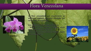La flora venezolana que encontramos es
autóctona, espinosa y bosques selváticos, con
varios tipos de vegetación.
Esta vegetación varía según los biomas:
- Áreas boscosas: bosques xerófilos, selvas
verdes, tropófilas y manglares.
- Áreas no boscosas: sabanas, páramos, dunas
y planicies saladas.
Orquídeas
Girasol
 