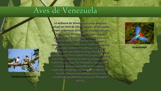 La avifauna de Venezuela es muy diversa e
incluye un total de 1417 especies, de las cuales
48 son endémicas, 6 han sido introducidas por
humanos y 34 son consideradas raras o
accidentales. Se han declarado 33 especies
globalmente amenazadas de extinción.
Venezuela es un país con un territorio extenso
y con gran variedad de climas, por lo que
presenta una gran lista de aves, algunas que se
refugian en la frondosidad de la selva tropical y
Los Andes, otras en los Llanos, costas y lagos,
incluyendo el Lago de Maracaibo. Esto se debe
a que la extensa geografía se traduce en 9
regiones naturales, que hacen del país uno de
los más diversos geográficamente y que
contribuye significativamente a la diversidad
global.
Guacamaya
Cardenal pantanero
 