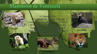 En Venezuela hay
327 especies de mamíferos, de las
cuales una se encuentra en la categoría
de críticamente amenazada, hay seis
mamíferos amenazados, diecinueve
identificados como vulnerables y cuatro
casi amenazados.
Ocelote
Oso Frontino
Oso Hormiguero
JaguarMono Capuchino
 