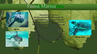 Venezuela cuenta con
aproximadamente 2000 especies de
peces marinos y un aproximado de
1300 especies de peces de agua dulce,
esto es debido a que Venezuela es uno
de los países con más espacio
marítimo, además de contar con
grandes ríos como el Río Orinoco,
también lagos, lagunas y esto permite
que haya mucha fauna marina tanto de
agua salada como de agua dulce
Manatí
Tortuga Carey
Delfín
 