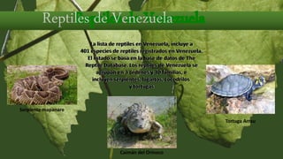 La lista de reptiles en Venezuela, incluye a
401 especies de reptiles registrados en Venezuela.
El listado se basa en la base de datos de The
Reptile Database. Los reptiles de Venezuela se
agrupan en 3 órdenes y 30 familias, e
incluyen serpientes, lagartos, cocodrilos
y tortugas
Serpiente mapanare
Caimán del Orinoco
Tortuga Arrau
 