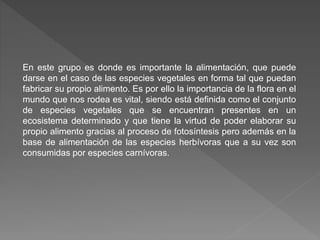 En este grupo es donde es importante la alimentación, que puede
darse en el caso de las especies vegetales en forma tal que puedan
fabricar su propio alimento. Es por ello la importancia de la flora en el
mundo que nos rodea es vital, siendo está definida como el conjunto
de especies vegetales que se encuentran presentes en un
ecosistema determinado y que tiene la virtud de poder elaborar su
propio alimento gracias al proceso de fotosíntesis pero además en la
base de alimentación de las especies herbívoras que a su vez son
consumidas por especies carnívoras.
 