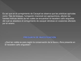 Es así que en el corregimiento de Cacayal se observa que las prácticas agrícolas
como: Tala de bosques, fumigación irracional con agroquímicos, afectan las
fuentes hídricas dentro de las cuales se encuentran el nacedero caño angustias
del cual se abastece el corregimiento de cacayal viéndose en ocasiones afectado
por el verano.
¿Qué tan viable es para región la conservación de la fauna y flora presente en
el nacedero caño angustias?
 