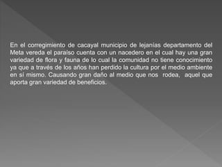 En el corregimiento de cacayal municipio de lejanías departamento del
Meta vereda el paraíso cuenta con un nacedero en el cual hay una gran
variedad de flora y fauna de lo cual la comunidad no tiene conocimiento
ya que a través de los años han perdido la cultura por el medio ambiente
en sí mismo. Causando gran daño al medio que nos rodea, aquel que
aporta gran variedad de beneficios.
 