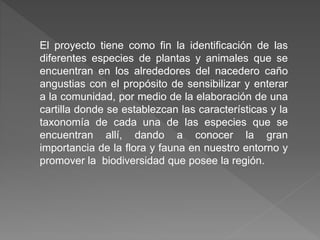 El proyecto tiene como fin la identificación de las
diferentes especies de plantas y animales que se
encuentran en los alrededores del nacedero caño
angustias con el propósito de sensibilizar y enterar
a la comunidad, por medio de la elaboración de una
cartilla donde se establezcan las características y la
taxonomía de cada una de las especies que se
encuentran allí, dando a conocer la gran
importancia de la flora y fauna en nuestro entorno y
promover la biodiversidad que posee la región.
 