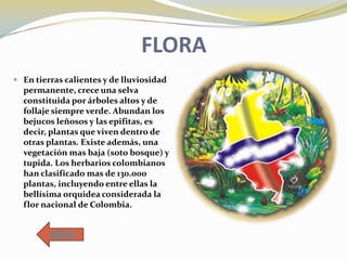 FLORA
 En tierras calientes y de lluviosidad
permanente, crece una selva

constituida por árboles altos y de
follaje siempre verde. Abundan los
bejucos leñosos y las epifitas, es
decir, plantas que viven dentro de
otras plantas. Existe además, una
vegetación mas baja (soto bosque) y
tupida. Los herbarios colombianos
han clasificado mas de 130.000
plantas, incluyendo entre ellas la
bellísima orquidea considerada la
flor nacional de Colombia.
MENU

 