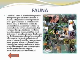FAUNA
 Colombia tiene el numero mas grande

de especies por unidad de area en el
planeta. Hay mas de 1800 especies de
aves , que van desde el cóndor de los
Andes hasta el diminuto colibri.La
fauna colombiana es muy variada en
especial en las selvas amazónicas, hay
variedad de especies (aves, roedores,
insectos, peces, micos, reptiles, etc.)
únicos en el mundo, ejemplo de ello son
los delfines rosados. Entre los animales
silvestres se encuentran la danta, el
tapir, el puma, leoncillo, tigre, venado,
osos, monos, micos, cerdos salvajes,
comadrejas, nutrias, caimánes, entre
otros. Hay peces de mar como pargos,
mariscos y en los ríos bagres,
bocachicos, payaras, sardinas, et.

MENU

 