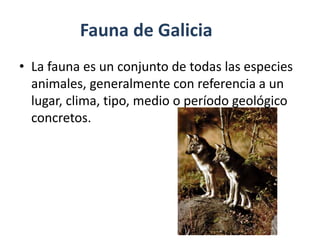Fauna de Galicia
• La fauna es un conjunto de todas las especies
animales, generalmente con referencia a un
lugar, clima, tipo, medio o período geológico
concretos.
 