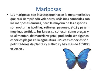 Mariposas
• Las mariposas son insectos que hacen la metamorfosis y
que casi siempre son voladores. Más más conocidas son
las mariposas diurnas, pero la mayoría de las especies
son nocturnas (polillas, esfinges, pavones, etc.) y pasan
muy inadvertidas. Sus larvas se conocen como orugas y
se alimentan de materia vegetal, pudiendo ser algunas
especies plagas en la agricultura . Muchas especies són
polinizadores de plantas y cultivos y hay mas de 165000
especies .
 