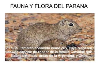 FAUNA Y FLORA DEL PARANA 
El cuis , también conocido como cuy, cuye o apereá, 
es una especie de roedor de la familia Caviidae que 
habita extensas áreas de la Argentina, y Chile. 
 