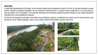 MONTERÍA
la capital del departamento de Córdoba, es una ciudad mediana que se destaca por tener el río Sinú, el cual que atraviesa su casco
urbano, dándole una belleza inigualable. Allí se encuentra la Ronda del Sinú, un parque lineal a orillas del río, en el que todos los
días se pueden ver a los locales y a los visitantes disfrutando del armonioso paisaje de grandes árboles, de los cuales descienden
animales como monos aulladores e iguanas.
En ella hay 22 especies de animales, entre ellos monos aulladores, iguanas, considerada por muchos como la reina del lugar; osos
perezosos, ranas, ardillas, lagartijas, sapos, zorras, goleros, palomas tortuguillas, azulejos, entre otros.
 