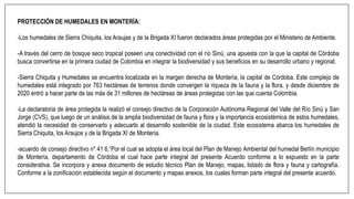 PROTECCIÓN DE HUMEDALES EN MONTERÍA:
-Los humedales de Sierra Chiquita, los Araujas y de la Brigada XI fueron declarados áreas protegidas por el Ministerio de Ambiente.
-A través del cerro de bosque seco tropical poseen una conectividad con el río Sinú, una apuesta con la que la capital de Córdoba
busca convertirse en la primera ciudad de Colombia en integrar la biodiversidad y sus beneficios en su desarrollo urbano y regional.
-Sierra Chiquita y Humedales se encuentra localizada en la margen derecha de Montería, la capital de Córdoba. Este complejo de
humedales está integrado por 763 hectáreas de terrenos donde convergen la riqueza de la fauna y la flora, y desde diciembre de
2020 entró a hacer parte de las más de 31 millones de hectáreas de áreas protegidas con las que cuenta Colombia.
-La declaratoria de área protegida la realizó el consejo directivo de la Corporación Autónoma Regional del Valle del Río Sinú y San
Jorge (CVS), que luego de un análisis de la amplia biodiversidad de fauna y flora y la importancia ecosistémica de estos humedales,
atendió la necesidad de conservarlo y adecuarlo al desarrollo sostenible de la ciudad. Este ecosistema abarca los humedales de
Sierra Chiquita, los Araujos y de la Brigada XI de Montería.
-acuerdo de consejo directivo n* 41 6,“Por el cual se adopta el área local del Plan de Manejo Ambiental del humedal Berlín municipio
de Montería, departamento de Córdoba el cual hace parte integral del presente Acuerdo conforme a lo expuesto en la parte
considerativa. Se incorpora y anexa documento de estudio técnico Plan de Manejo, mapas, listado de flora y fauna y cartografía.
Conforme a la zonificación establecida según el documento y mapas anexos, los cuales forman parte integral del presente acuerdo.
 