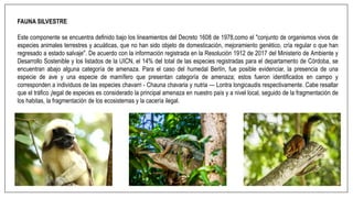 FAUNA SILVESTRE
Este componente se encuentra definido bajo los lineamientos del Decreto 1608 de 1978,como el "conjunto de organismos vivos de
especies animales terrestres y acuáticas, que no han sido objeto de domesticación, mejoramiento genético, cría regular o que han
regresado a estado salvaje". De acuerdo con la información registrada en la Resolución 1912 de 2017 del Ministerio de Ambiente y
Desarrollo Sostenible y los listados de la UICN, el 14% del total de las especies registradas para el departamento de Córdoba, se
encuentran abajo alguna categoría de amenaza. Para el caso del humedal Berlín, fue posible evidenciar, la presencia de una
especie de ave y una especie de mamífero que presentan categoría de amenaza; estos fueron identificados en campo y
corresponden a individuos de las especies chavarri - Chauna chavaria y nutria — Lontra longicaudis respectivamente. Cabe resaltar
que el tráfico ¡legal de especies es considerado la principal amenaza en nuestro país y a nivel local, seguido de la fragmentación de
los habitas, la fragmentación de los ecosistemas y la cacería ilegal.
 