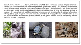 Restos de Caimán crocodilus fuscus (Babilla), avistado en el humedal de Berlín durante visita decampo - Grupo de Subdirección
Ambiental CVS - 2019.+ Especies de aves amenazadas y endémicas Iguana (Iguana iguana) - CITES Il Babilla (Caimán crocodilus)
Chavarrí (Chauna chavaria: Anhimidae) Pisingo (Dendrocigna autumnalis)Nutria (Lontra longicaudis)En este contexto el humedal
Berlín se considera como un refugio natural para la biodiversidad local cerca de Montería, por lo cual urge la imperiosa necesidad de
establecer y de evaluar críticamente la calidad ambiental que se presenta en este humedal, analizando cada uno de los atributos
bióticos y abióticos que lo componen, permitiendo analizar las problemáticas de manera participativa con los habitantes del área
para esbozar lineamientos de solución. Los resultados obtenidos de este ejercicio permitirán definir un plan de manejo ambiental
que procure solucionar a corto y largo
 