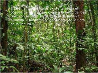 En los llanos orientales existe también el
bosque de galería que crece a lo largo de los
ríos, con aspecto semejante al de la selva
húmeda. Que también hace parte de la flora
de la llanura.
 