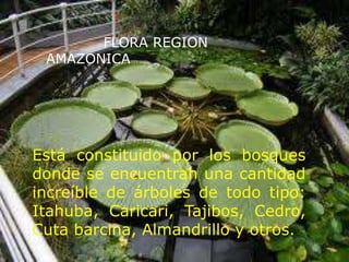 FLORA REGION
AMAZONICA
Está constituido por los bosques
donde se encuentran una cantidad
increíble de árboles de todo tipo:
Itahuba, Caricari, Tajibos, Cedro,
Cuta barcina, Almandrillo y otros.
 