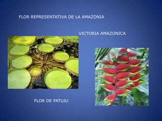 FLOR REPRESENTATIVA DE LA AMAZONIA
VICTORIA AMAZONICA
FLOR DE PATUJU
 