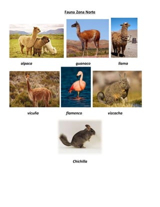 Fauna Zona Norte
alpaca guanaco llama
vicuña flamenco vizcacha
Chichilla
 
