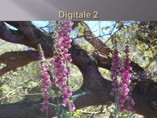 Faune De La  Réunion