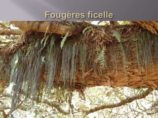 Faune De La  Réunion