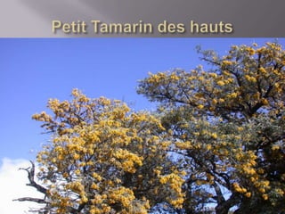 Faune De La Réunion