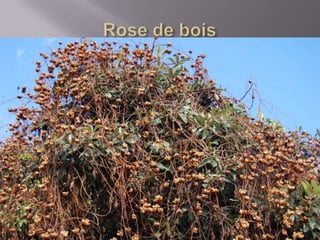 Faune De La  Réunion