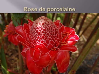 Faune De La  Réunion