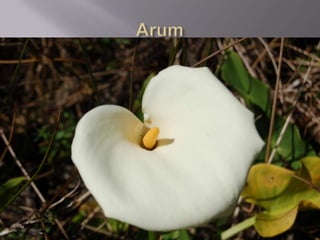 Faune De La Réunion