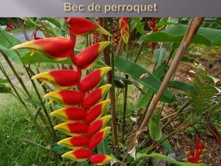 Faune De La  Réunion