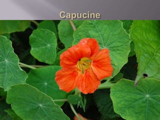 Faune De La  Réunion