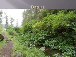 Faune De La  Réunion