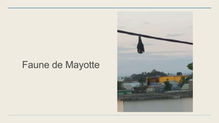 Faune de Mayotte
 