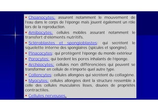 Collencytes Faunistique (svi s4) lemhadri_diploblastiques | PDF