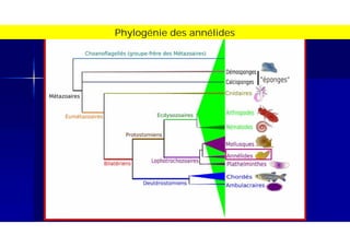 Phylogénie des annélides
 